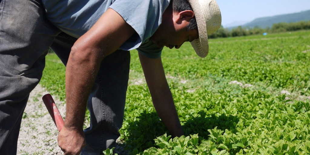 Celerino Sanchez, an H-2A worker from Guerrero, Mexico, weeds rows of mint at HerbCo International in Duvall, Wash.